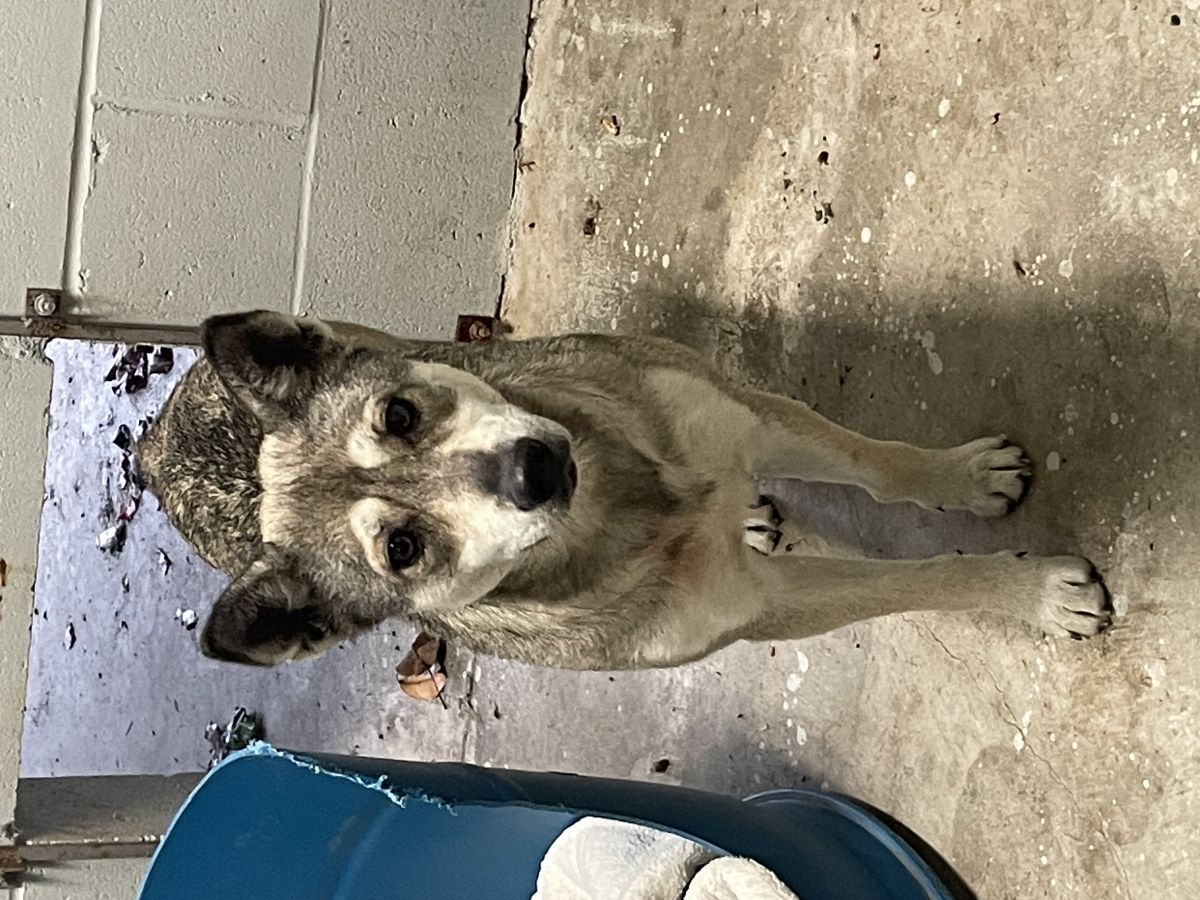 Dog found on cedar