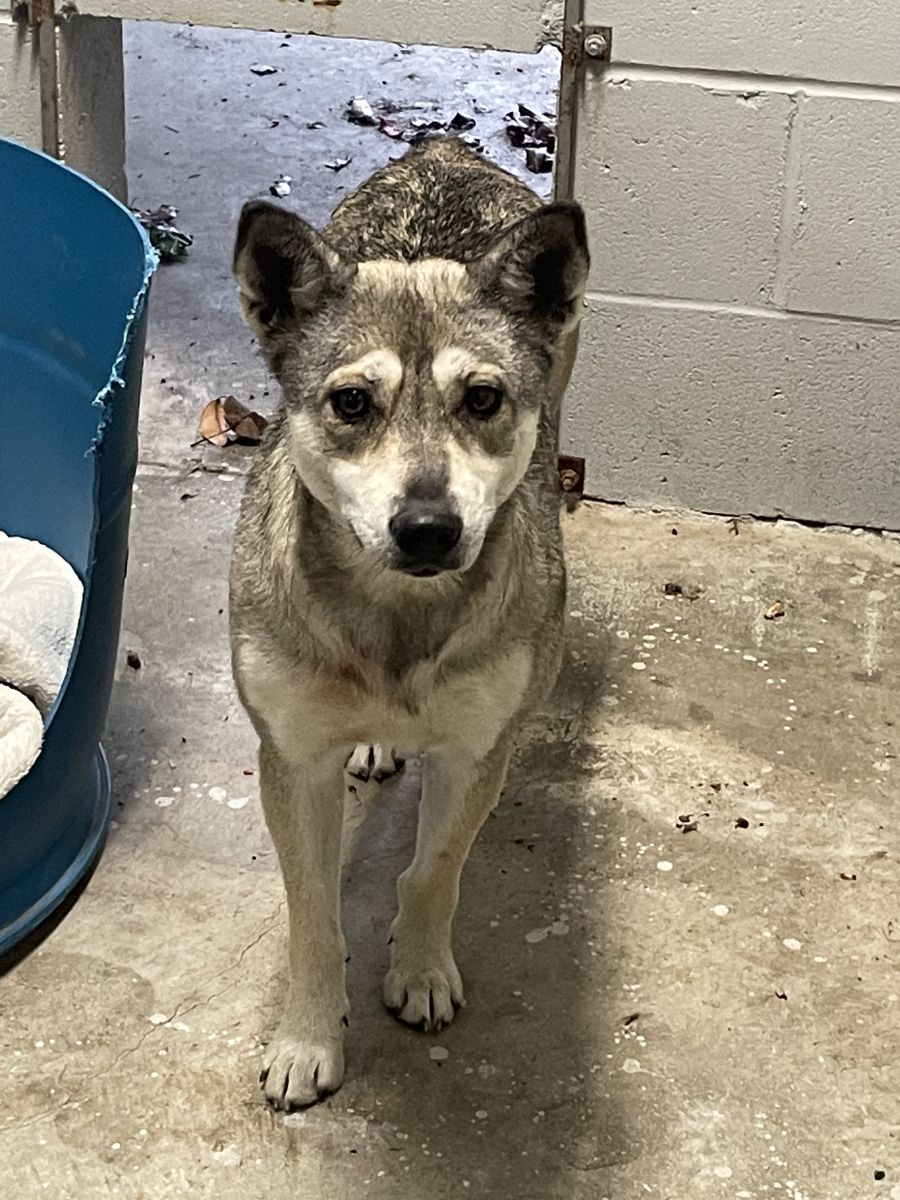 dog found on cedar